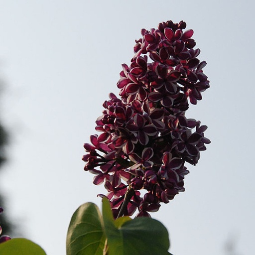 [SYVSE] Syringa vulg. 'Sensation' (Conteneur - 3 ltr - 30-40 cm)