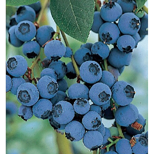 [VACBLU] Vaccinium cor. 'Bluecrop' (Conteneur - 3 ltr - 30-40 cm)