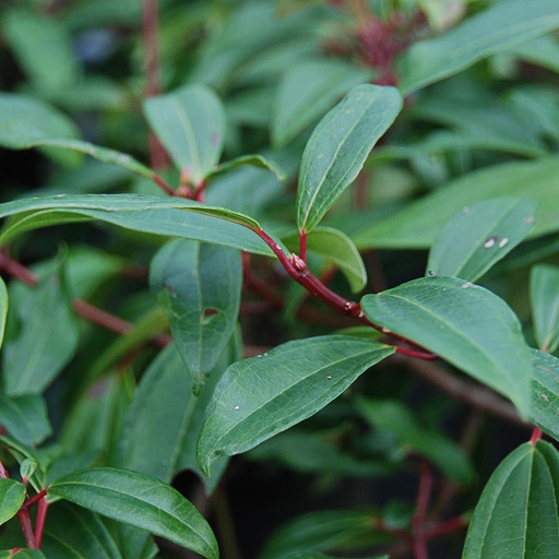 [VIDANG] Viburnum davidii 'Angustifolium' (Conteneur - 3 ltr - 30-40 cm)