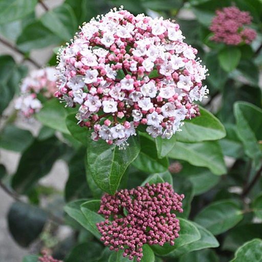 [VITLISA] Viburnum tinus 'Lisarose' (Conteneur - 3 ltr - 30-40 cm)