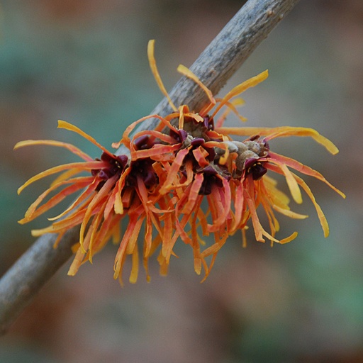 [HAIBAS] Hamamelis x int. 'Basma' (3 ltr - 30-40 cm)