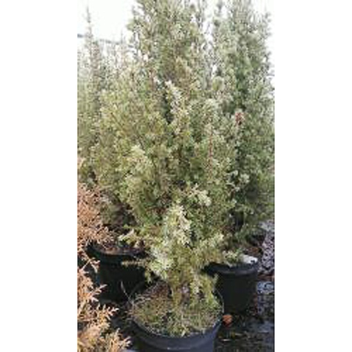[JUCARN] Juniperus communis 'Arnold' (Conteneur - 3 ltr - 30-40 cm)