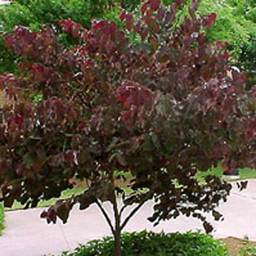 [CECFPA] Cercis canadensis 'Forest Pansy' (Conteneur - 5 ltr - 30-40 cm)
