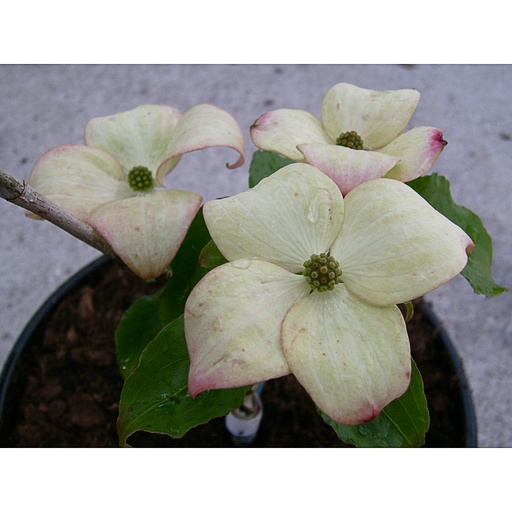 [COKROS] Cornus kousa 'Rosea' (Conteneur - 5 ltr - 30-40 cm)