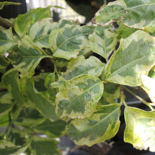 [COKWBO] Cornus kousa 'Willy Boy' (Conteneur - 5 ltr - 30-40 cm)