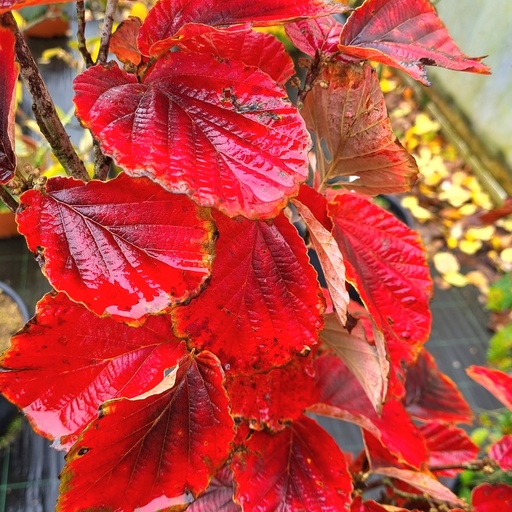 [HAISATA] Hamamelis x int. 'Satan' (Conteneur - 5 ltr - 30-40 cm)