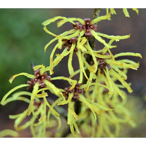 [HAITAMEN] Hamamelis x int. 'Tamenhybrid' (Conteneur - 5 ltr - 30-40 cm)