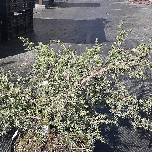 [JUCBAR] Juniperus communis 'Barton' (Conteneur - 5 ltr - 30-40 cm)