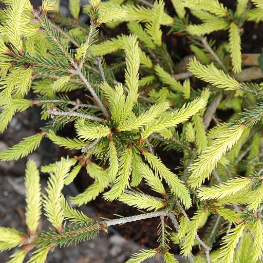 [PIAARG] Picea abies 'Argenteospicata' (Conteneur - 5 ltr - 30-40 cm)