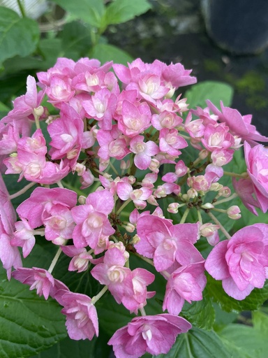 [HYMYME] Hydrangea macr. 'You & Me Expression' (Conteneur - 7,5 ltr - 30-40 cm)