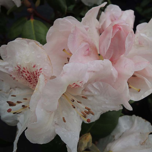 [RHGRI] Rhododendron 'Gartendirektor Rieger' (Conteneur - 7,5 ltr - 30-40 cm)