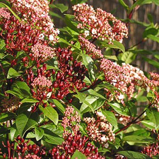 [VITSP] Viburnum tinus 'Spirit'® (Conteneur - 7,5 ltr - 30-40 cm)