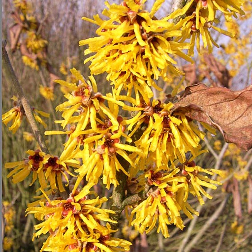 [HABRE] Hamamelis  'Brevipetala' (Motte - 30-40 cm)