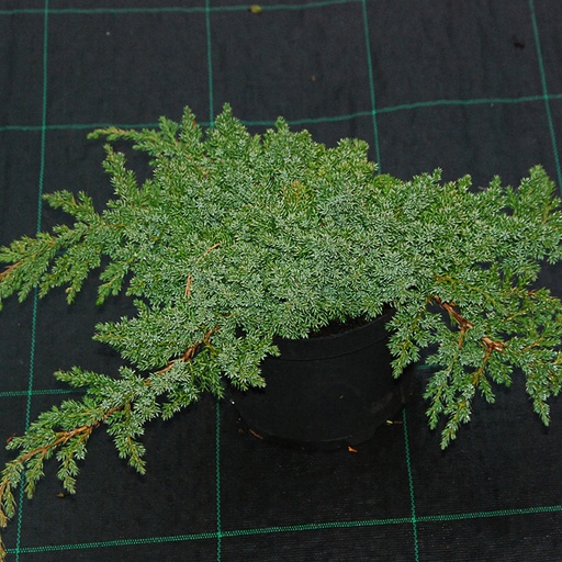 [JUPNA] Juniperus procumbens 'Nana' (Conteneur - 7,5 ltr - 40- 60 cm)