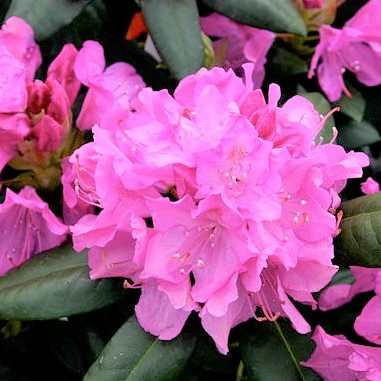 [RHRE] Rhododendron 'Roseum Elegans' (40- 60 cm)