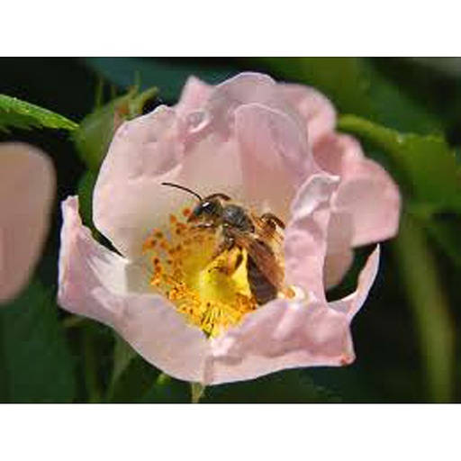 [ROCAN] Rosa canina (Racines nues - 40- 60 cm)
