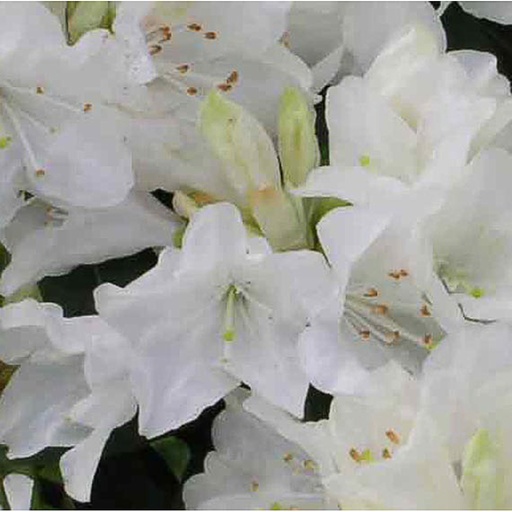 [RHDAM] Rhododendron 'Dora Amateis' (Conteneur - 12 ltr - 40-50 cm)