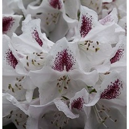 [RHCALSAP] Rhododendron 'Calsap' (Conteneur - 20 ltr - 40-50 cm)