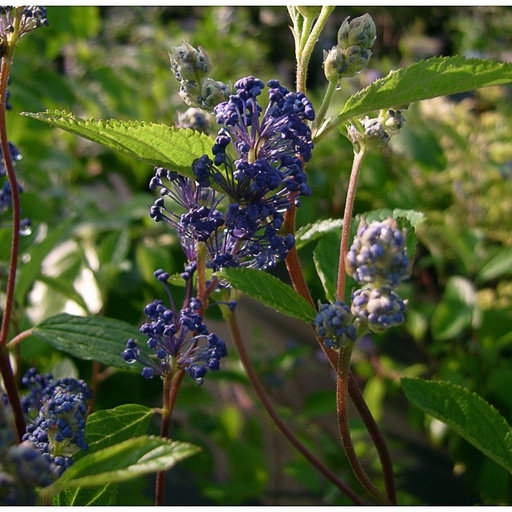 [CEDHDE] Ceanothus del. 'Henry Desfossé' (Conteneur - 3 ltr - 40-50 cm)