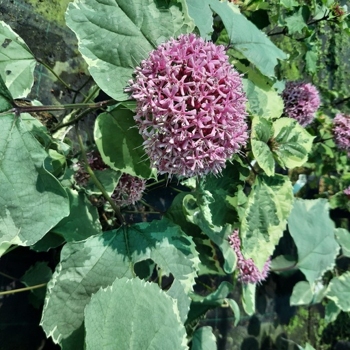 [CLBPD] Clerodendrum bungei 'Pink Diamond' (Conteneur - 3 ltr - 40-50 cm)