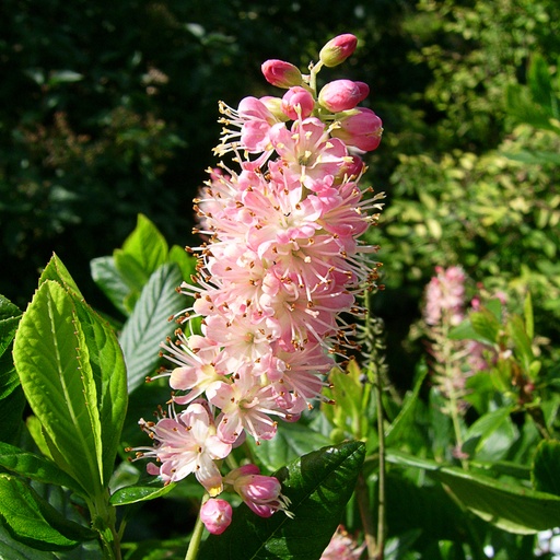 [CLARS] Clethra alnifolia 'Ruby spice' (Conteneur - 3 ltr - 40-50 cm)