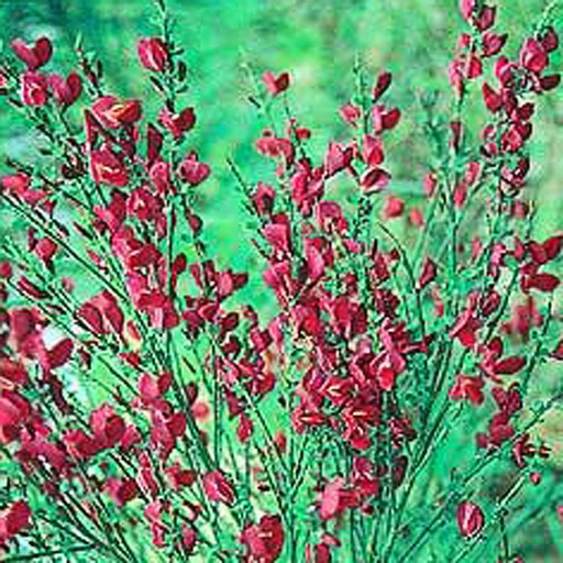 [CYBRU] Cytisus 'Boskoop Ruby' (Conteneur - 3 ltr - 40-50 cm)