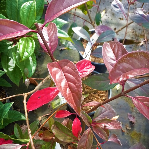 [VIBMAR] Viburnum 'Le bois Marquis' ® (Conteneur - 3 ltr - 40-50 cm)