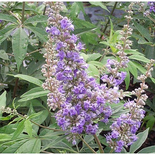 [VIACAS] Vitex agnus-castus (Conteneur - 3 ltr - 40-50 cm)