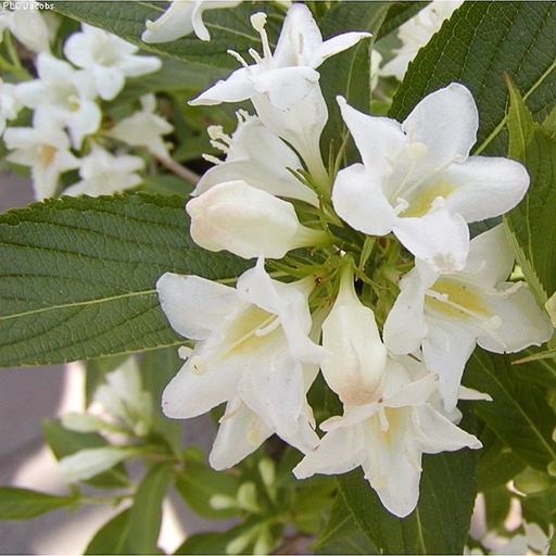 [WECAND] Weigela 'Candida' (Conteneur - 3 ltr - 40-50 cm)