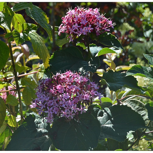 [CLBUNG] Clerodendrum bungei (Motte - 3 ltr - 40-50 cm)