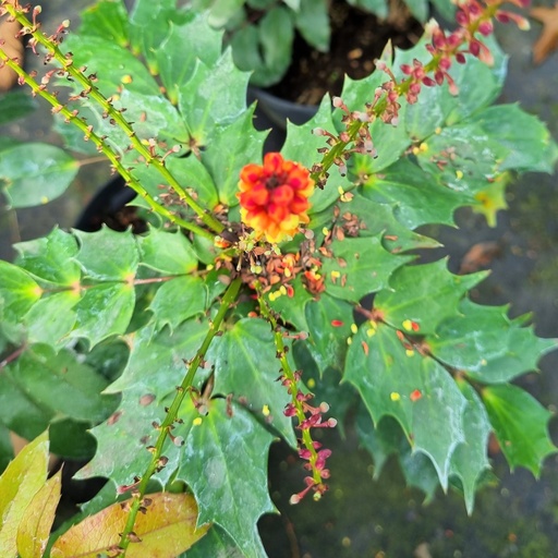 [MAACAB] Mahonia aquifolium 'Cabaret' ® (Conteneur - 5 ltr - 40-50 cm)