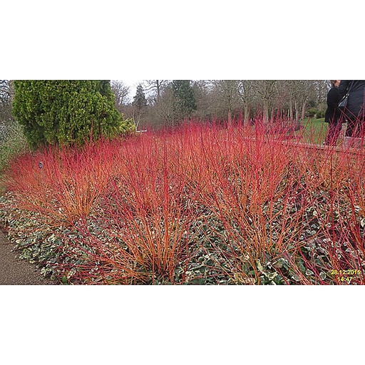 [COSWF] Cornus sanguinea 'Winter Flame' (Conteneur - 5 ltr - 40-50 cm)