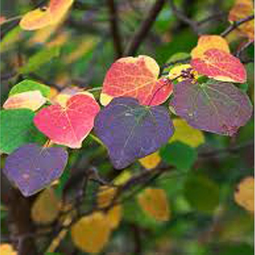 [DICERC] Disanthus cercidifolius (Conteneur - 5 ltr - 40-50 cm)