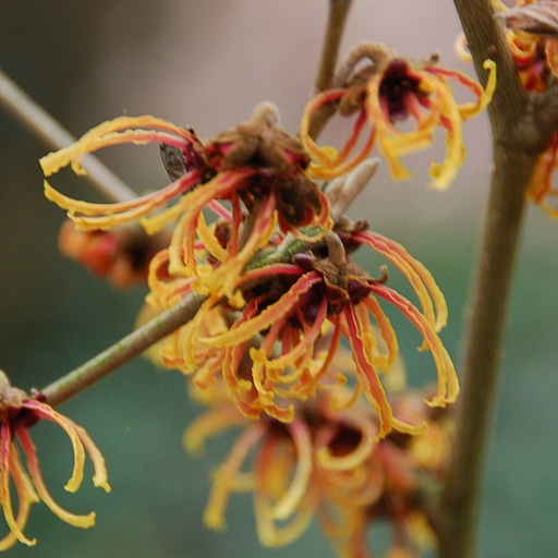 [HAIFRE] Hamamelis x int. 'Frederic' (Conteneur - 5 ltr - 40-50 cm)