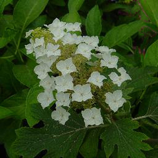 [HYQBUR] Hydrangea quercifolia 'Burgundy' (Conteneur - 5 ltr - 40-50 cm)