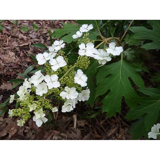 [HYQICRI] Hydrangea quercifolia 'Ice Cristal' (Conteneur - 5 ltr - 40-50 cm)