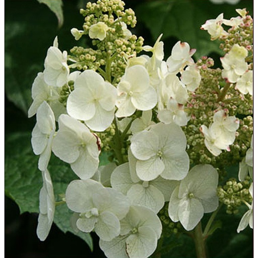 [HYQSG] Hydrangea quercifolia 'Snow Giant' (Conteneur - 5 ltr - 40-50 cm)