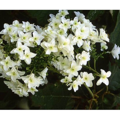 [HYQSNO] Hydrangea quercifolia 'Snowflake' (Conteneur - 5 ltr - 40-50 cm)