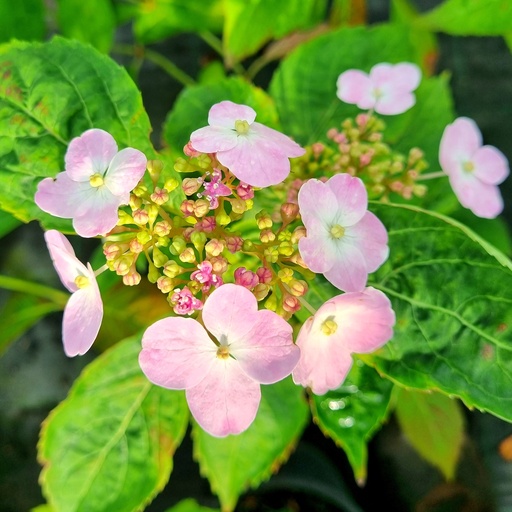 [HYSIN] Hydrangea serrata 'Intermedia' (Conteneur - 5 ltr - 40-50 cm)