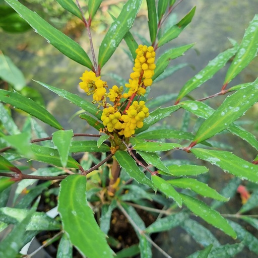 [MAESW] Mahonia eur. 'Sweet Winter' (Conteneur - 5 ltr - 40-50 cm)