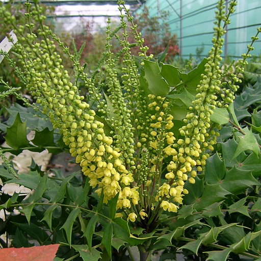 [MAMWSU] Mahonia media 'Winter Sun' (Conteneur - 5 ltr - 40-50 cm)
