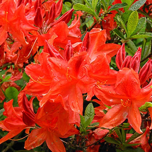 [AZKBR] Rhododendron (Azalea KH)  'Koster's Brill. Red' (Conteneur - 5 ltr - 40-50 cm)