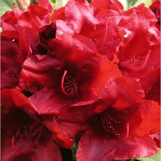 [RHDOTELLA] Rhododendron 'Dotella' (Conteneur - 5 ltr - 40-50 cm)