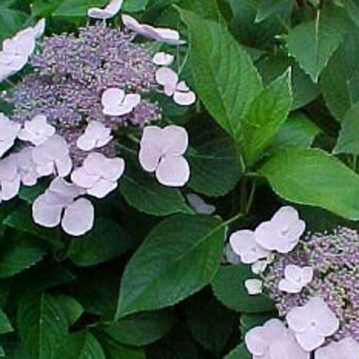 [HYMMPE] Hydrangea macr. 'Mariesii Perfecta' (Conteneur - 7,5 ltr - 40-50 cm)