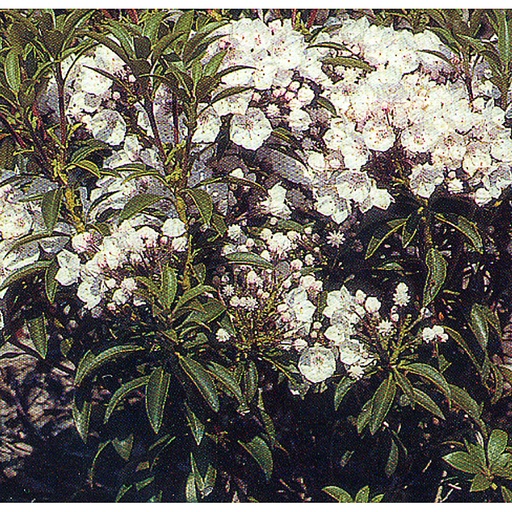 [KALELF] Kalmia latifolia 'Elf' (Conteneur - 7,5 ltr - 40-50 cm)