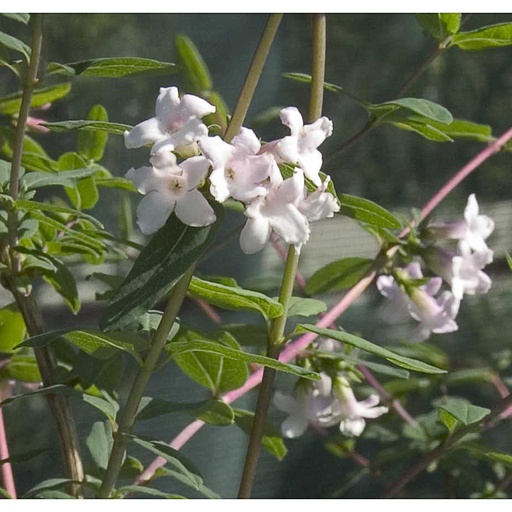 [LORSY] Lonicera rupicola var. syringantha (Conteneur - 7,5 ltr - 40-50 cm)