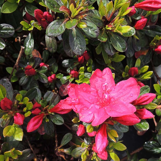 [AZJMOE] Rhododendron (AJ) 'Moederkensdag' (Conteneur - 7,5 ltr - 40-50 cm)
