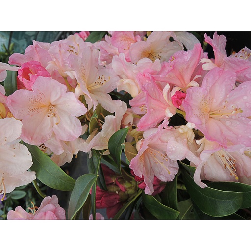 [RHBHYD] Rhododendron bureavii 'Hydon Velvet' (Conteneur - 7,5 ltr - 40-50 cm)