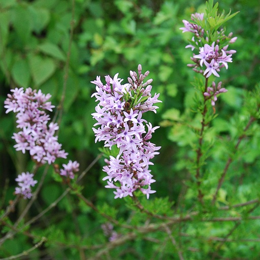 [SYLAC] Syringa x laciniata (Conteneur - 7,5 ltr - 40-50 cm)