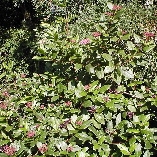 [VITGW] Viburnum tinus 'Gwenlian' (Conteneur - 7,5 ltr - 40-50 cm)
